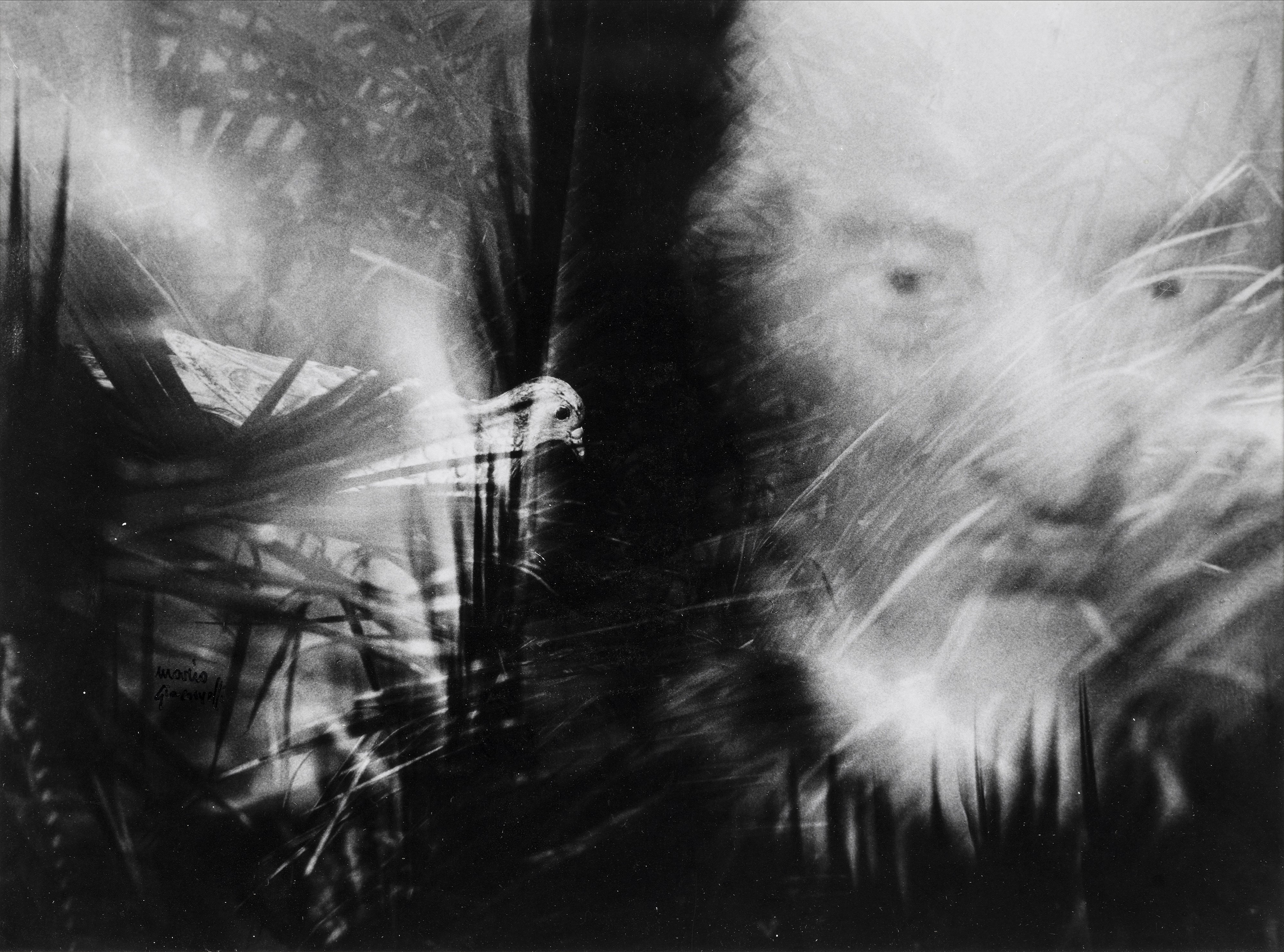 mario-giacomelli-untitled-