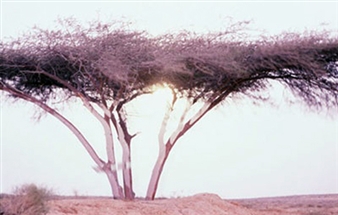 Rafael Y. Herman - Bereshit, Genesis - Studio Guastalla