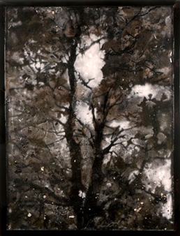 The Linden Tree - Jeph Gurecka