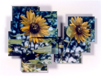 Sunflowers - Mary Rezny