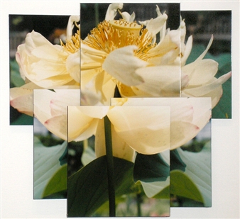 Lotus II - Mary Rezny