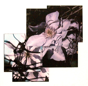 Clematis Fronts and Backs I - Mary Rezny