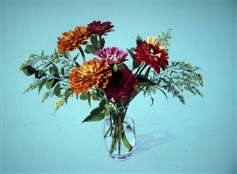 For Women Farmers - Phyllis Yes