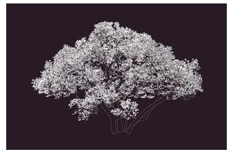 Biophilia: Recent Works by Andrew Millner - Tria Gallery