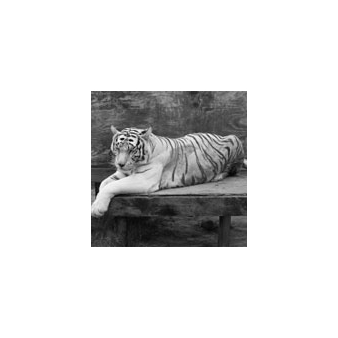 Charlotte Dumas: Tiger Tiger/Reverie - Lawrence Markey