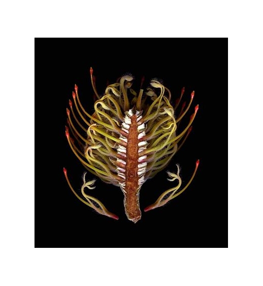 Davis Freeman | Protea (2004) | MutualArt