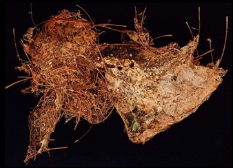 Untitled - Lawrence Leissner