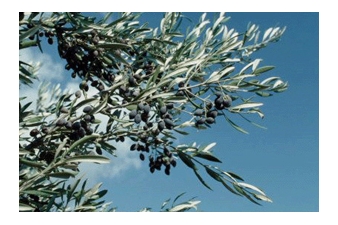 IN THE SHADE OF AN OLIVE TREE new installation by Anna Frants - Dam, Stuhltrager Gallery