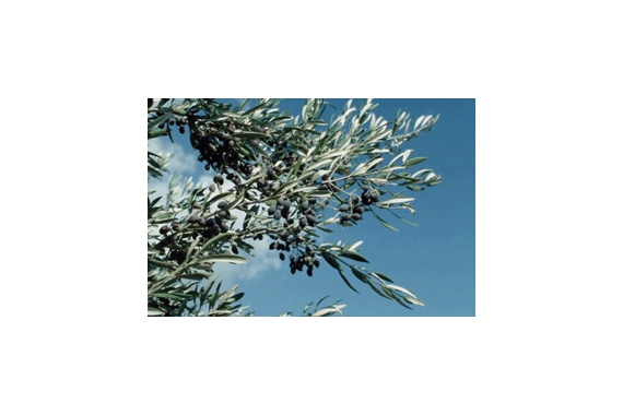 IN THE SHADE OF AN OLIVE TREE new installation by Anna Frants - Dam, Stuhltrager Gallery