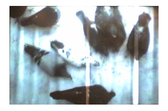 FUR DIE STADT (for the city) new installation by Anna Frants - Dam, Stuhltrager Gallery