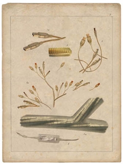 Comparative Morphologies 3 - Stephanie Syjuco