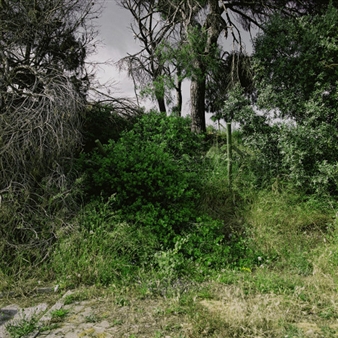 Lisbon - Alnis Stakle