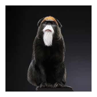 Singe - Peter Hebeisen