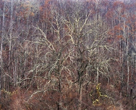 Christopher Burkett (American, 1951)