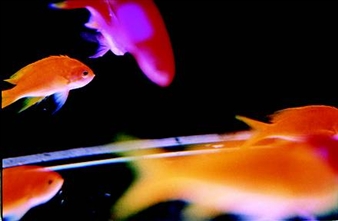 MIKA NINAGAWA: MIKA NINAGAWA - Helene Nyborg Contemporary