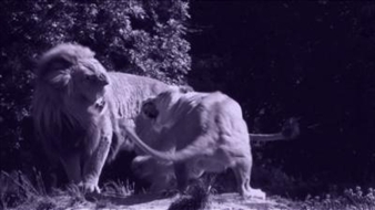 Jan Kopp, Kammerspiel - Martos Gallery, New York