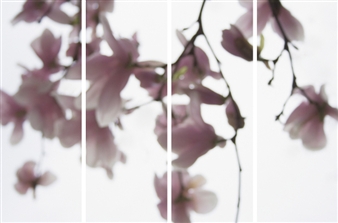 Magnolia #6 - Jeri Eisenberg