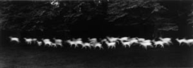 Paul Caponigro (American, 1932 - 2024)