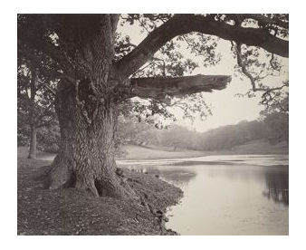 Tree on the Bank of a Pond, variant, probably at Thorndon Hall, Essex - The 12th Lord William Petre