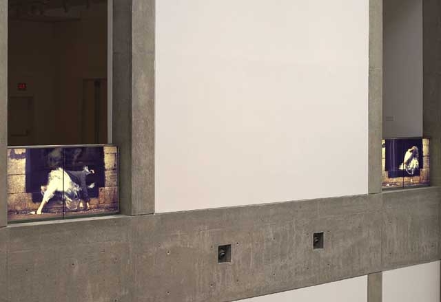 Artwork by Barbara Steinman, Day and Night, Made of 4 fluorescent lightboxes with Duratrans transparencies