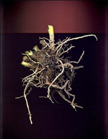 CONTINUING AND RECOMMENDED EXHIBITIONS
