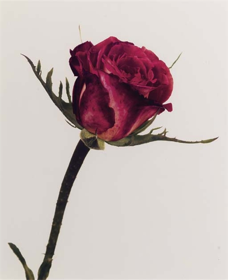 Rose, Colour Wonder, London