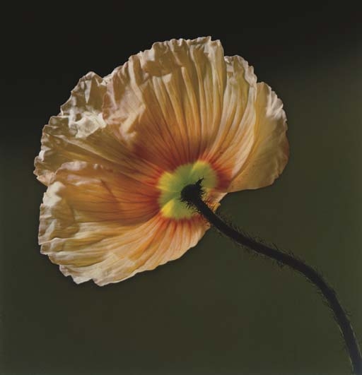 Robert Mapplethorpe | Poppy (1988) | MutualArt