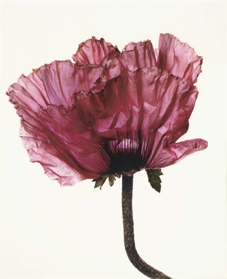 Lavender Glory Poppy (New York)