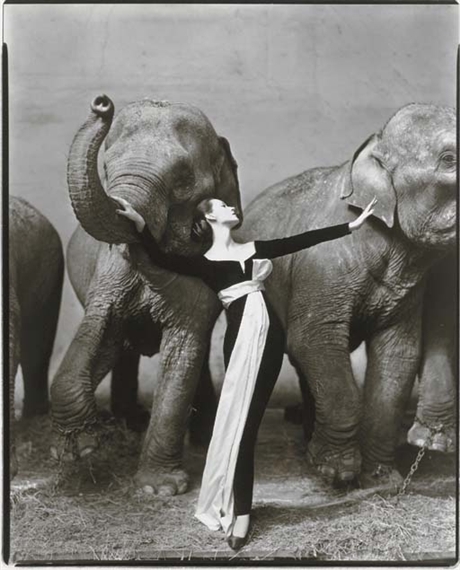 Dovima with Elephants, Evening Dress by Dior, Cirque d'Hiver, Paris, August 1955 by Richard Avedon, 1955