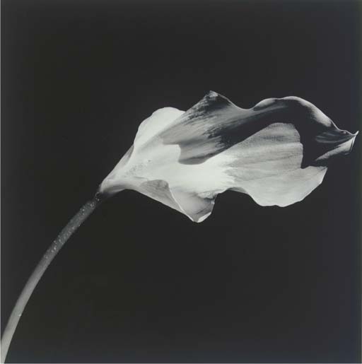 Calla Lily, 1986 by Robert Mapplethorpe, 1986