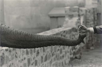 Garry Winogrand | The Animals (1962 - 1969) | MutualArt