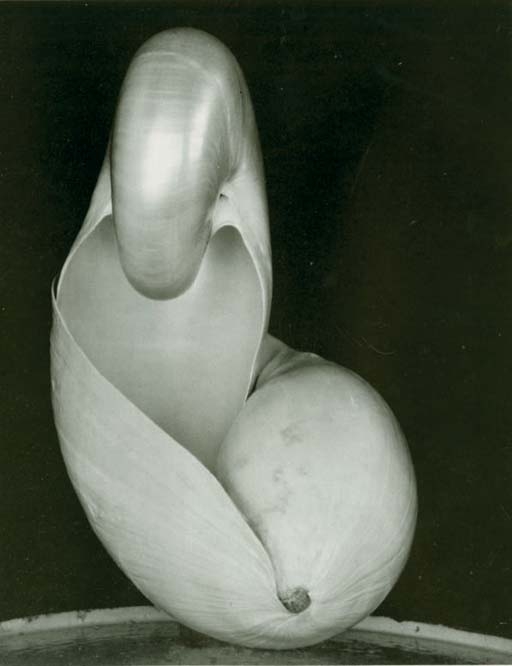 Shell by Edward Weston, 1927