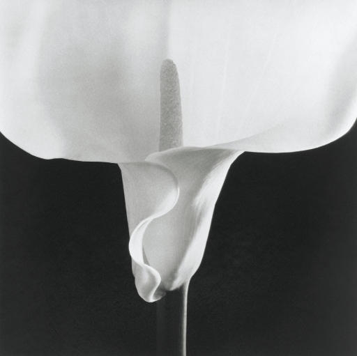 Calla Lily by Robert Mapplethorpe, 1988