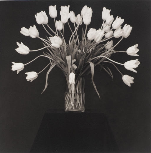 Tulips by Robert Mapplethorpe, 1988