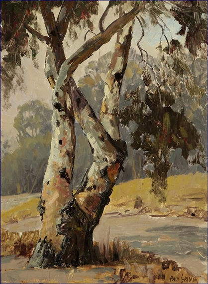 Eucalyptus tree
