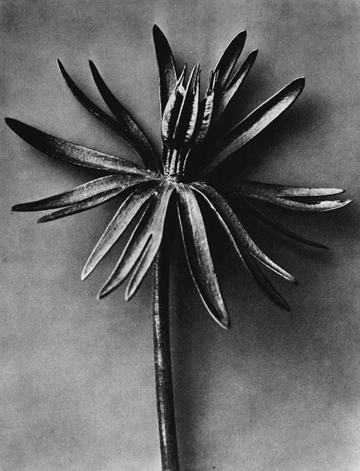 Blossfeldt Karl Wundergarten Der Natur, Berlin Verlag