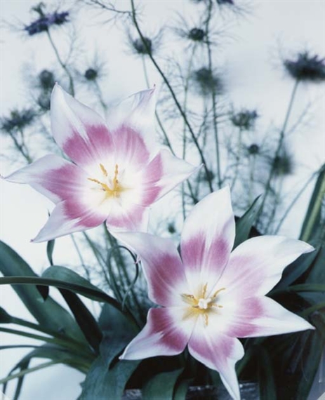 Flowers by Nobuyoshi Araki, circa 1995