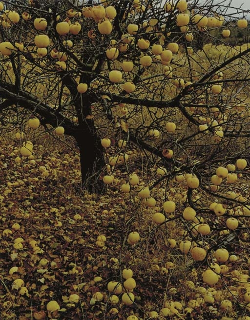 Selected images from Intimate Landscapes by Eliot Porter, 1965-1977