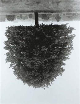 Flanders Trees - Hudelgem, 1989 - Rodney Graham