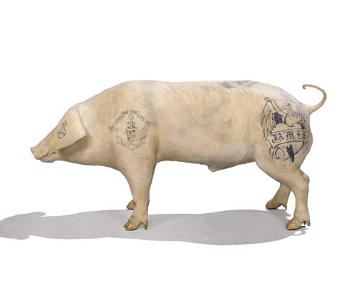 Tattooed Pig by Wim Delvoye, 1996