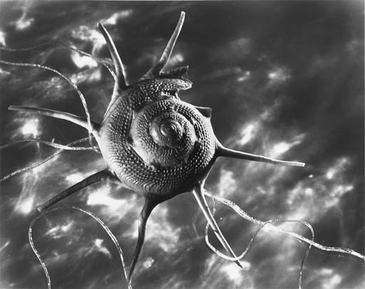Ruth Bernhard | Starshell (1943) | MutualArt