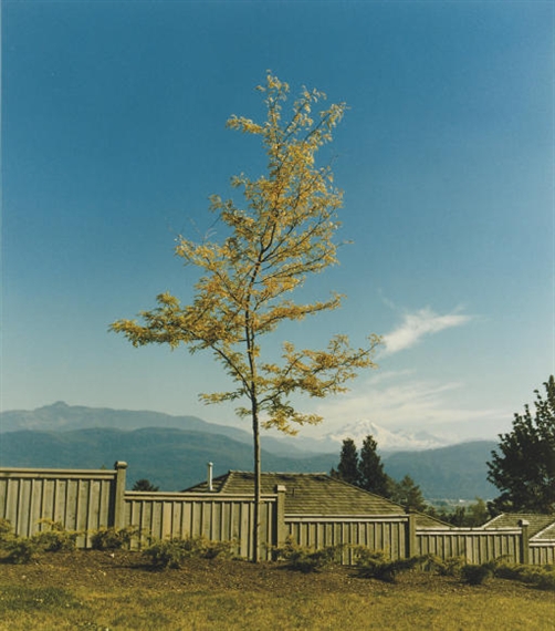 Tree on Former Site of Camera Obscura by Rodney Graham, 1996