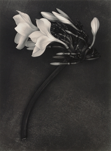 Orchid, St. John, U.S. Virgin Islands, April 1988 by Albert Watson, 1988