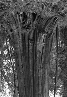 Cedars, Stanley Park, #7 - Rodney Graham