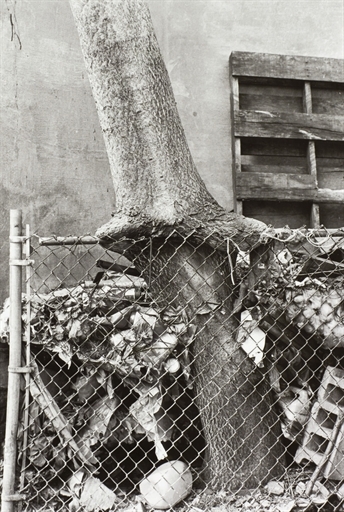 Tree + Fence out my back window, 1998 by Zoe Leonard, 1998