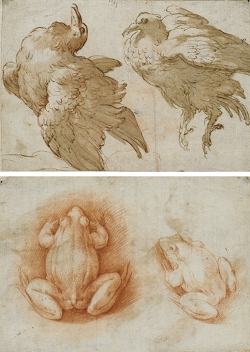 Two studies of a dove (recto); Two studies of a frog (verso) by Parmigianino