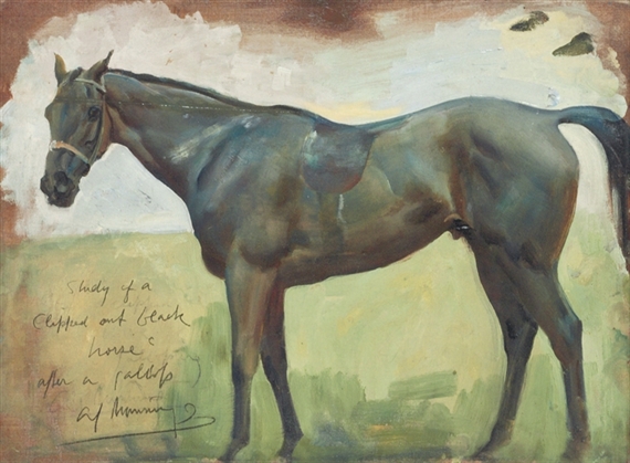 Study of a clipped out black horse after a gallop