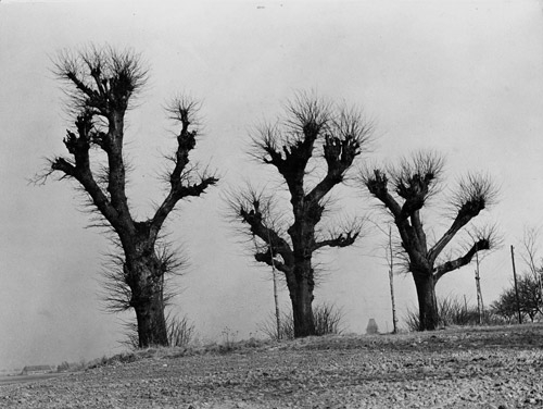 Tree Studies by Hein Gorny, 1940