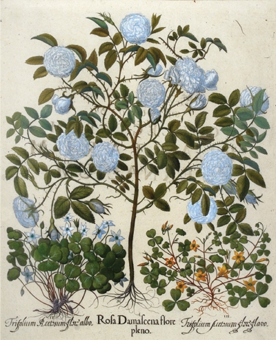 Rosa Damascena flore pleno by Basilius Besler, 1640
