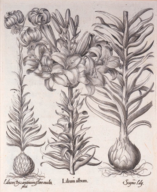 Artwork by Basilius Besler, Hortus Eystettensis